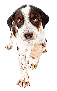 Hundeunfallversicherung