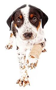 Tierversicherung_Hund